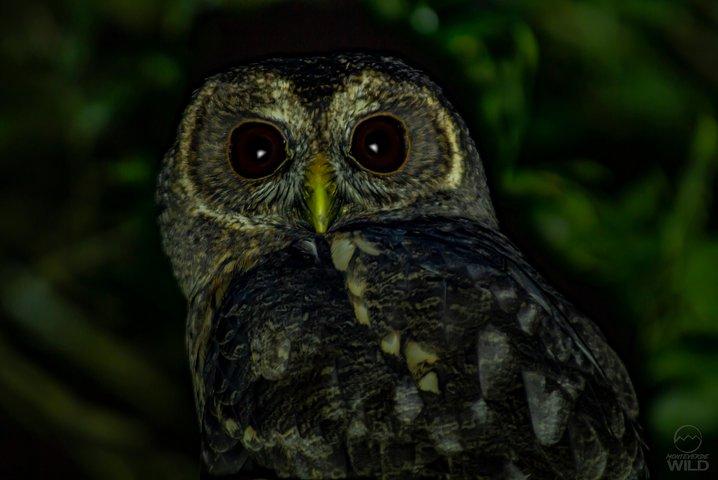 モンテベルデの雲霧林ナイトウォーク -Monteverde Wild-