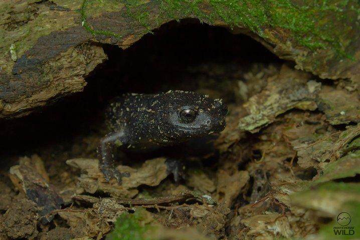 モンテベルデの雲霧林ナイトウォーク -Monteverde Wild-