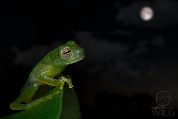 モンテベルデの雲霧林ナイトウォーク -Monteverde Wild-