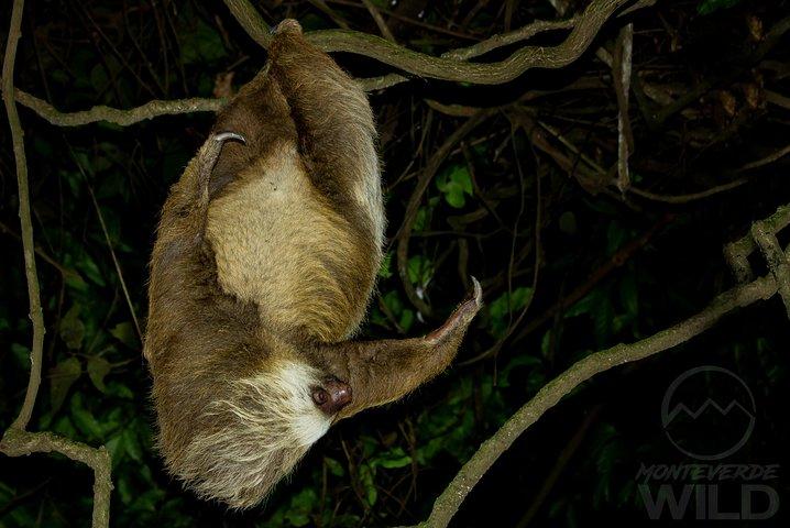 モンテベルデの雲霧林ナイトウォーク -Monteverde Wild-