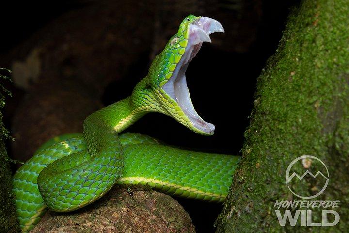 モンテベルデの雲霧林ナイトウォーク -Monteverde Wild-