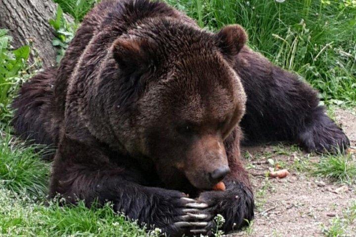 歴史的ルーマニアのプライベート9日間のトランシルバニアとブコビナのユネスコツアー