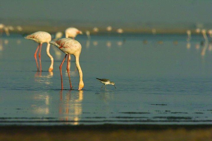 海岸小旅行-フラミンゴ、砂丘7、ウェルウィッチア、スワコプムンド。