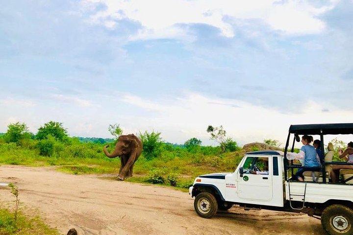 Private Udawalawe Nationalpark Jeep-Safari
