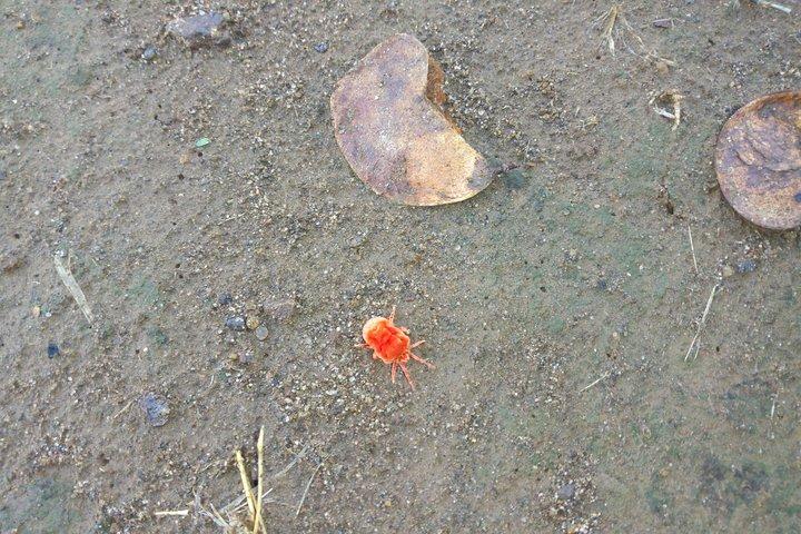 Musiotunya国立公園を散歩するRhino&Nature