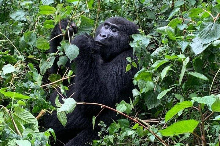 16 dage Uganda Wildlife Safari Holiday