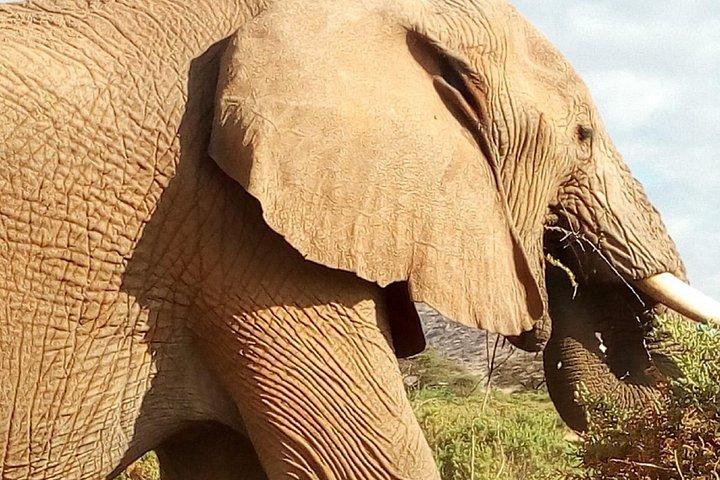 ナイロビからの2日間のマサイマラ国立保護区サファリ