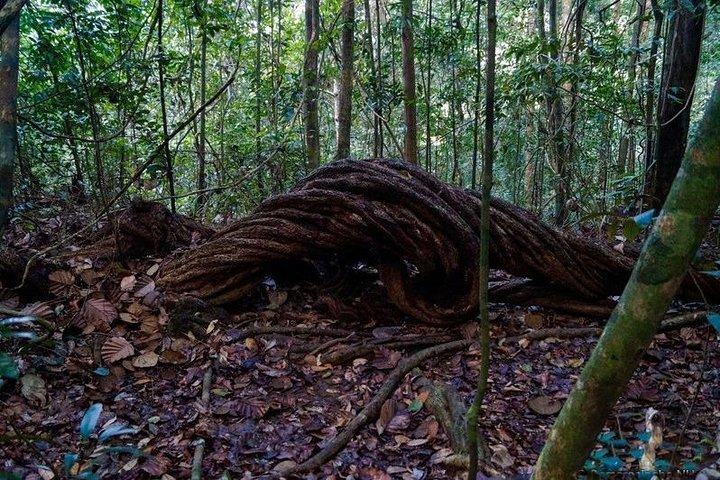 Trekking e birdwatching nella foresta pluviale di Kanneliya