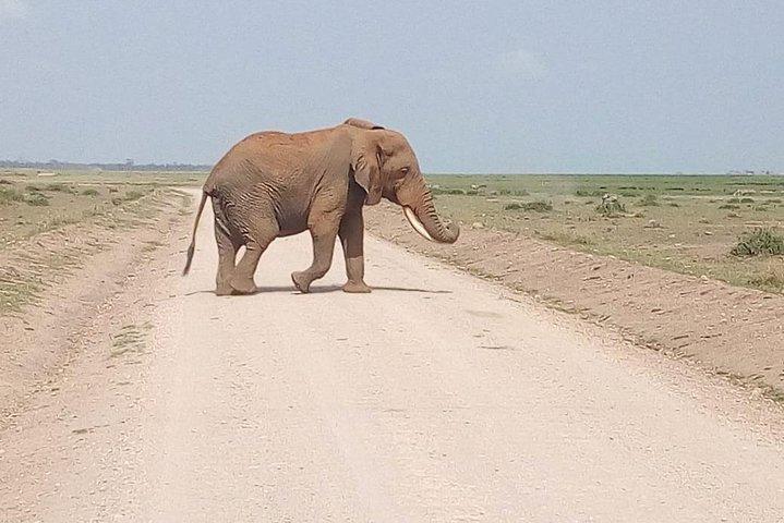 Tour di un giorno alla conservazione dell'Olpejeta