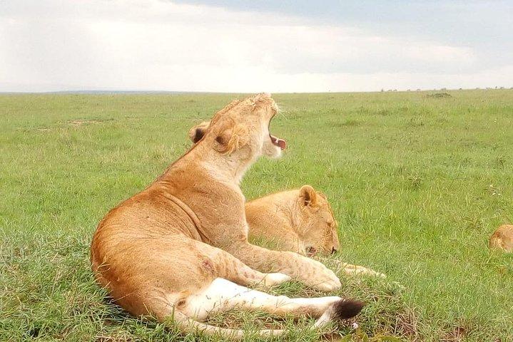 Wildlife safari: Tsavo øst, vest og Amboseli park ture