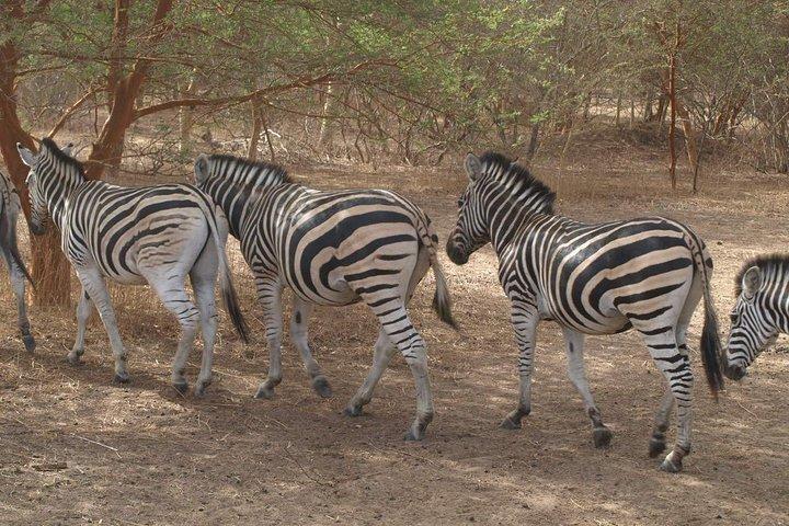 Tour de un día Safari por la laguna de Somone y el parque Bandia