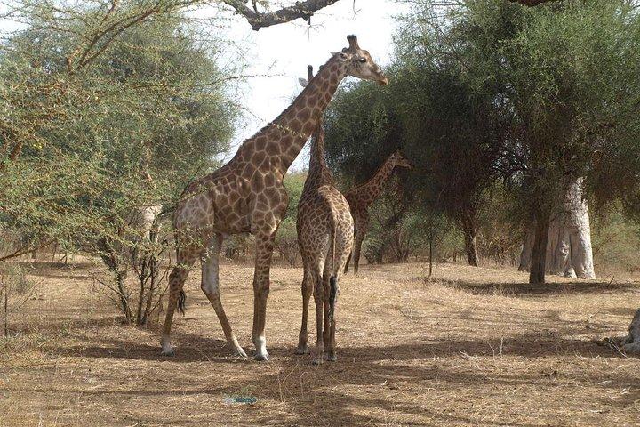 日帰りツアーソモーネラグーンとバンディアパークサファリ