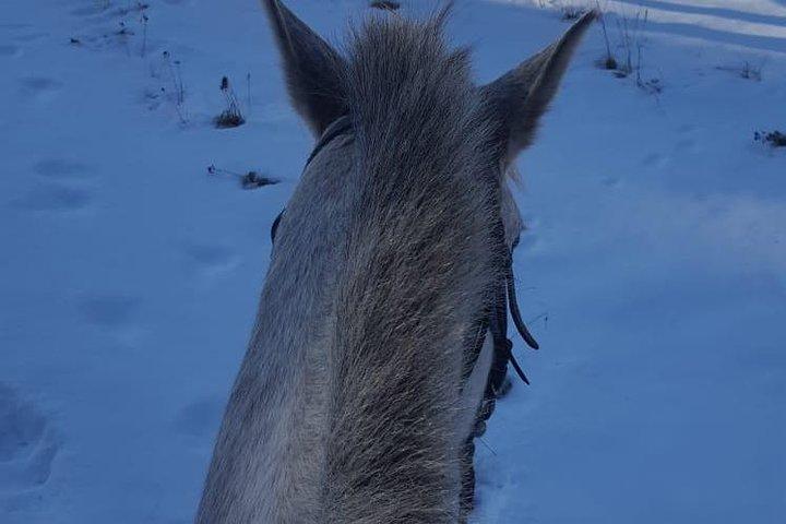 プロヴディフからロドペ山脈近くのプライベート乗馬