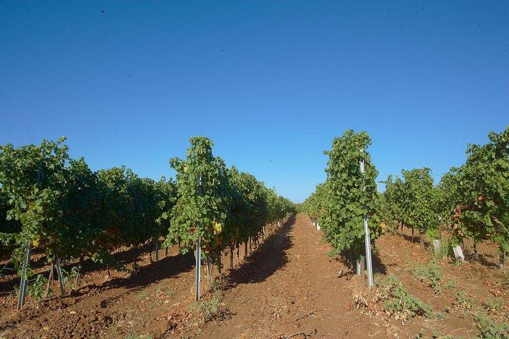 Viagem privada de um dia de Plovdiv a adegas e degustação de vinhos