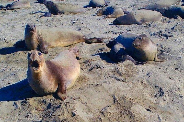 サンフランシスコからのカリフォルニアセントラルコースト3日間プライベートツアー