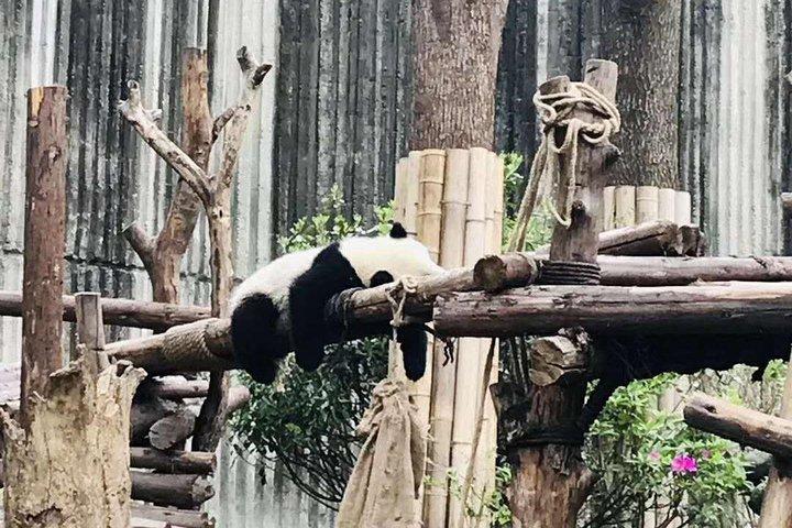 Visite experte de Chengdu du centre de recherche Panda en une demi-journée