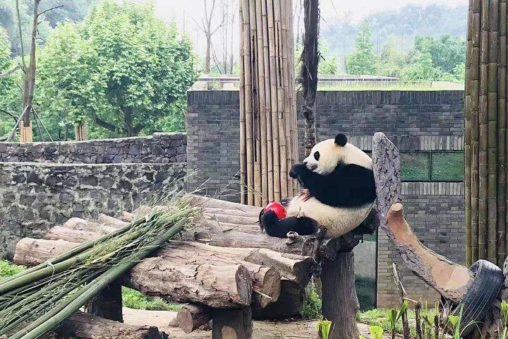 Visite experte de Chengdu du centre de recherche Panda en une demi-journée
