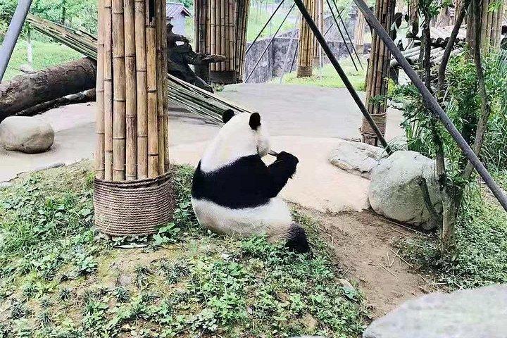 半日パンダ研究センターの成都エキスパートツアー