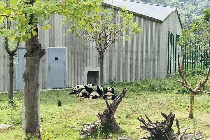 半日パンダ研究センターの成都エキスパートツアー