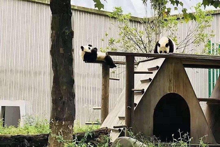 半日パンダ研究センターの成都エキスパートツアー