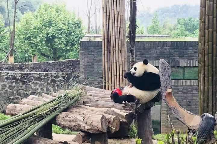 Panda Research Centerの成都エキスパートツアーと興味のあるサイト