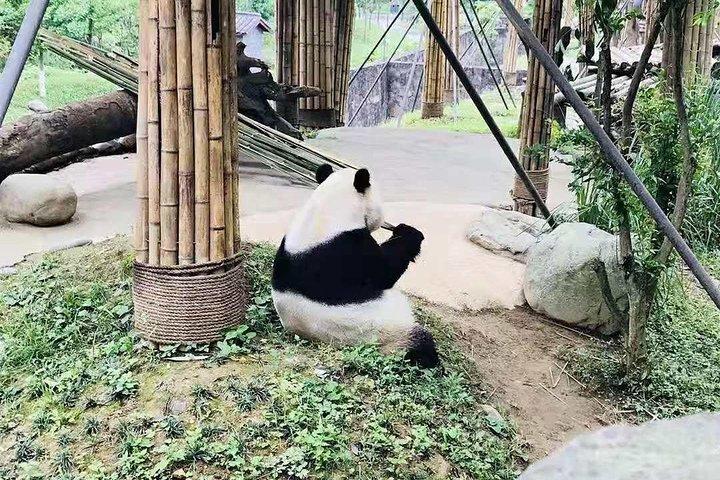 Panda Research Centerの成都エキスパートツアーと興味のあるサイト