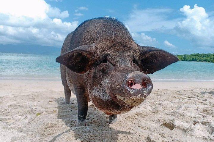 Excursão à Ilha Pig e Koh Tan em lancha (Snorkeling e Caiaque)