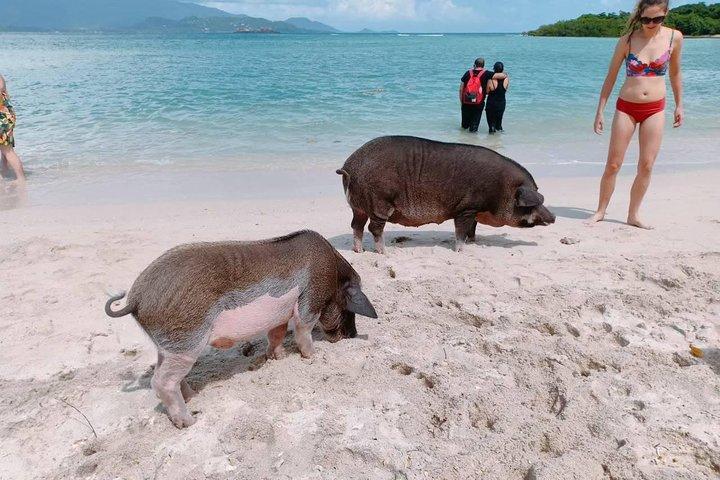 Excursão à Ilha Pig e Koh Tan em lancha (Snorkeling e Caiaque)