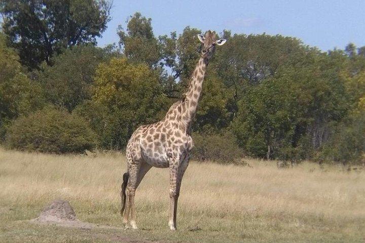 Dagtrip Chobe - Van Victoria Falls