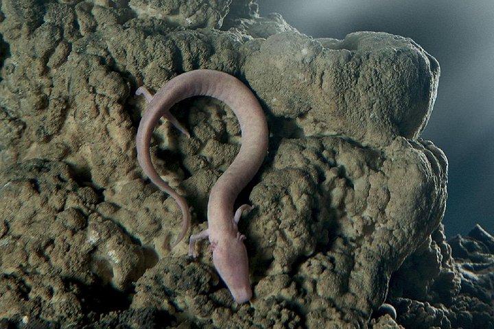 Caverna de Postojna e Castelo Predjama - Excursão Terrestre de Rijeka