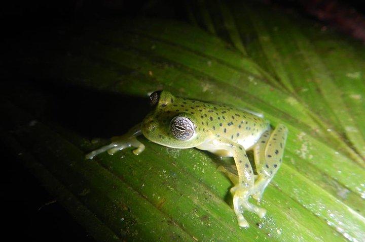 Privat 4-timers nat-junglevandring i Panama-tur