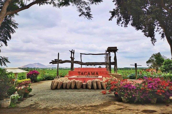 Visita a bodegas y destilería de Pisco