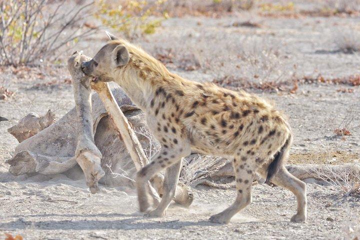 ボツワナクラシックキャンプサファリ(8泊/ 9日間)