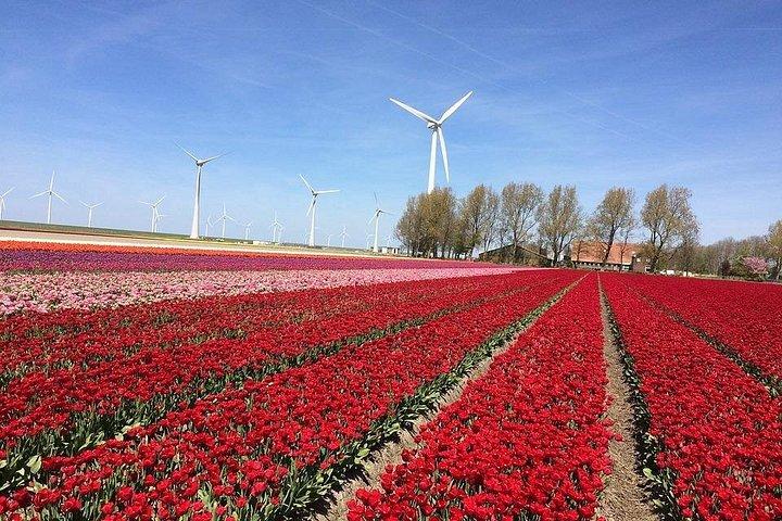Dutch Tulip Fields & Giethoorn: アムステルダム発プライベートツアー