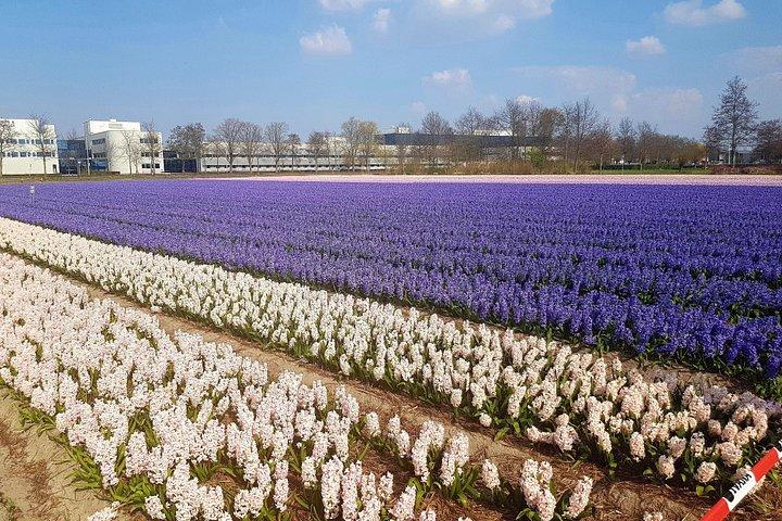 Dutch Tulip Fields & Giethoorn: アムステルダム発プライベートツアー