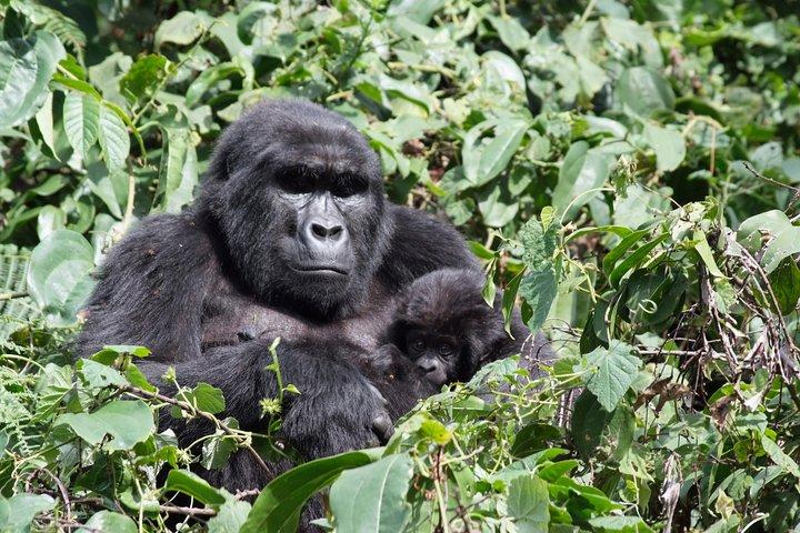 5-daagse gorilla's en wildwatervaren Oeganda Safari Adventure