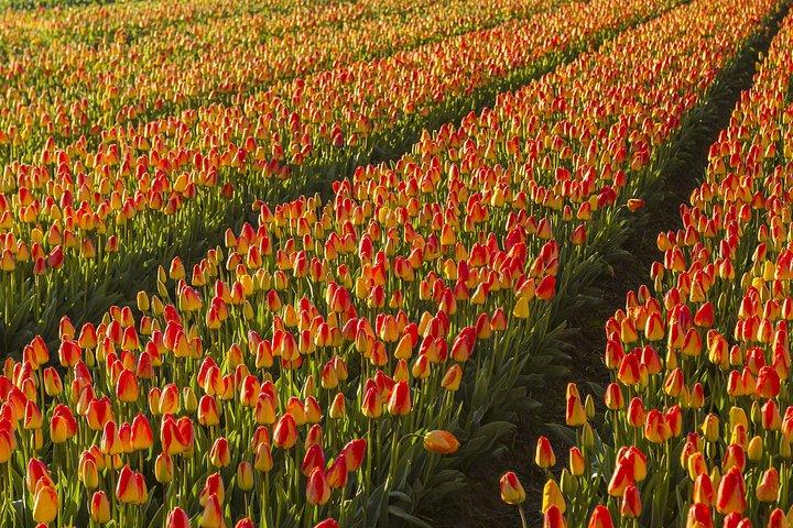 Dutch Tulip Fields & Giethoorn: アムステルダム発プライベートツアー