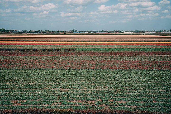Dutch Tulip Fields & Giethoorn: アムステルダム発プライベートツアー