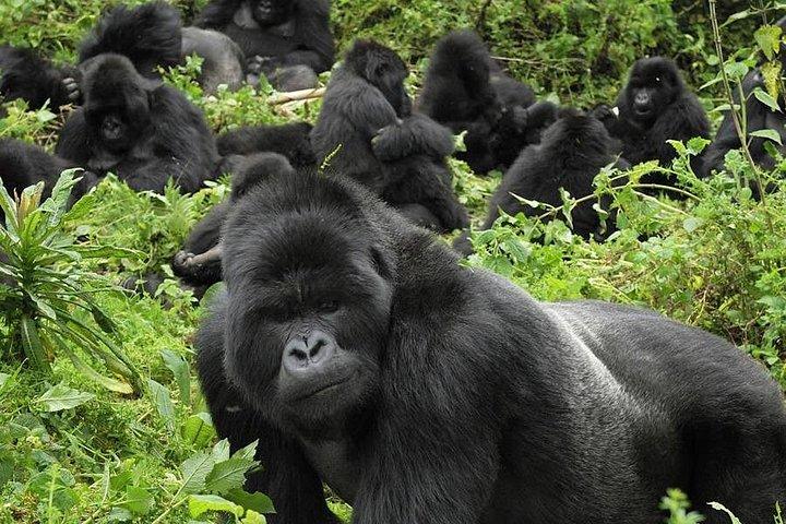 ウガンダでの5日間ゴリラと野生動物サファリ