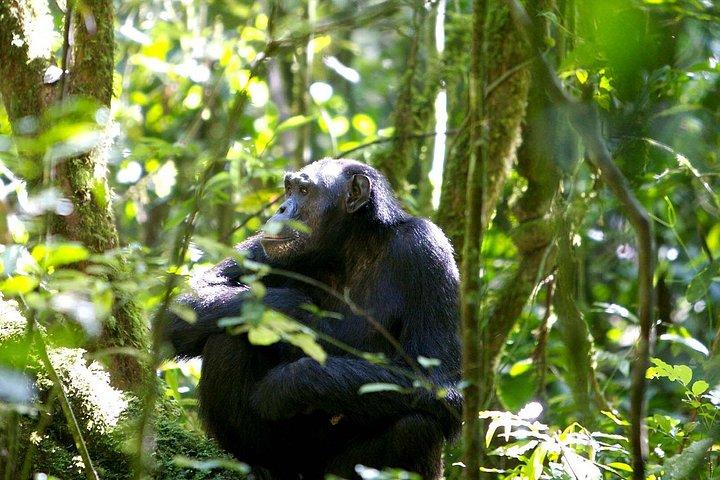 ウガンダでの5日間ゴリラと野生動物サファリ