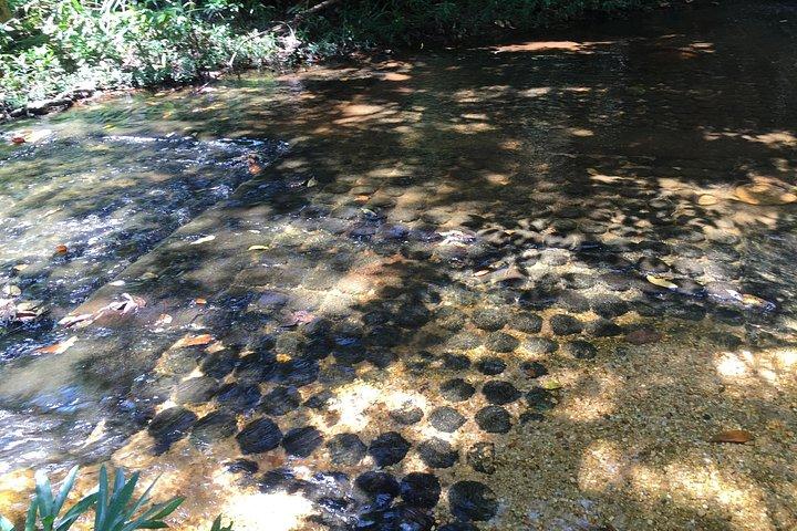 Kbal Spean & Beng Mealea ジャングルツアー：プライベート日帰り旅行