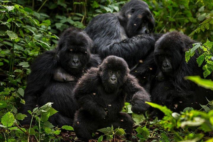 5-tägige Gorillas-, Löwen- und Wassersafari in Uganda