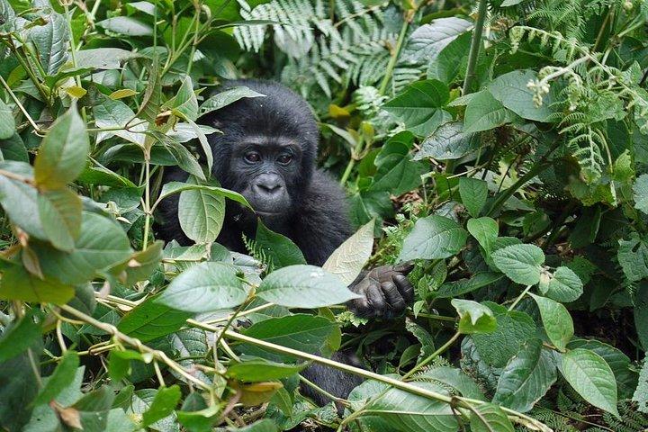 Tour di 14 giorni in Uganda e Ruanda Primate (Midrange Tour)