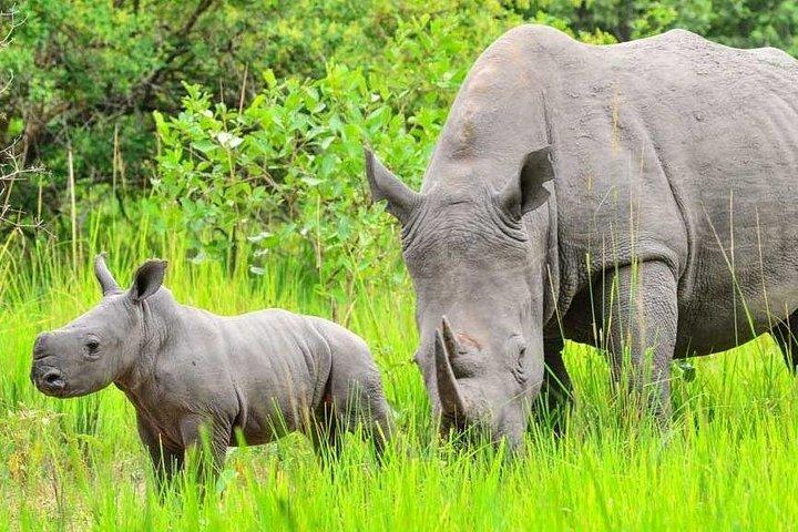 7-Day Uganda Adventure Safari - Midrange Lodges