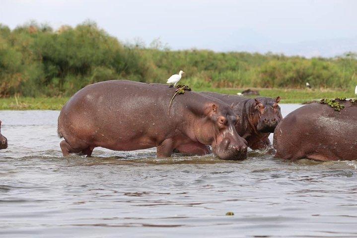 7-tägige Uganda Abenteuer Safari - Midrange Lodges
