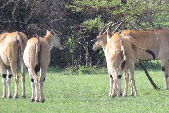 7-Day Uganda Adventure Safari - Midrange Lodges