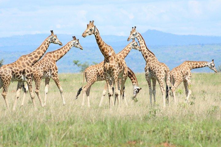 7-Day Uganda Adventure Safari - Midrange Lodges
