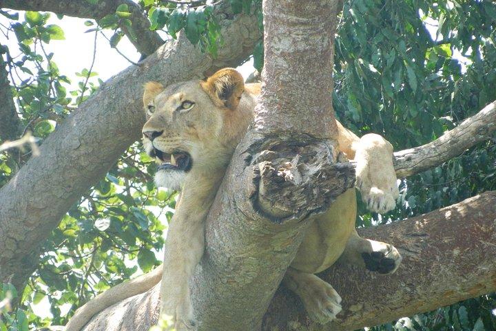 9-Day Uganda Primates - Lions & so Much More (Midrange)