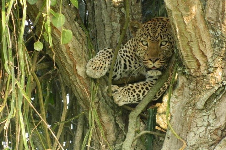 7-Day Uganda Adventure Safari - Midrange Lodges