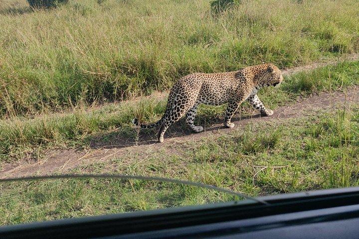 Massai Mara Safari !!